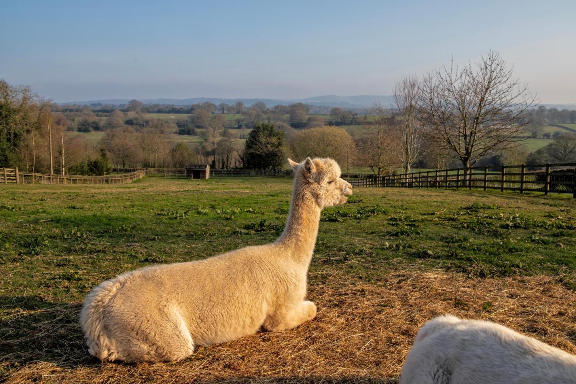 Charlie'S Cottage With Alpacas And 7Mins Drive To Alton Towers Denstone Extérieur photo